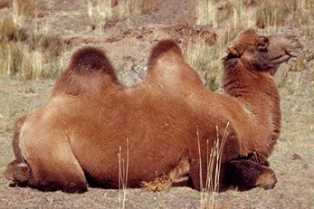 camelus ferus
