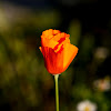 California Poppy