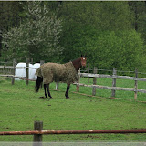 Pferde gibt es hier auch