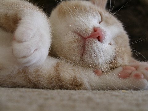 [gato34162.jpg]