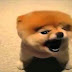 Funny Animals  Funny Cats, Funny Dogs & Animals  Animals Funny #8