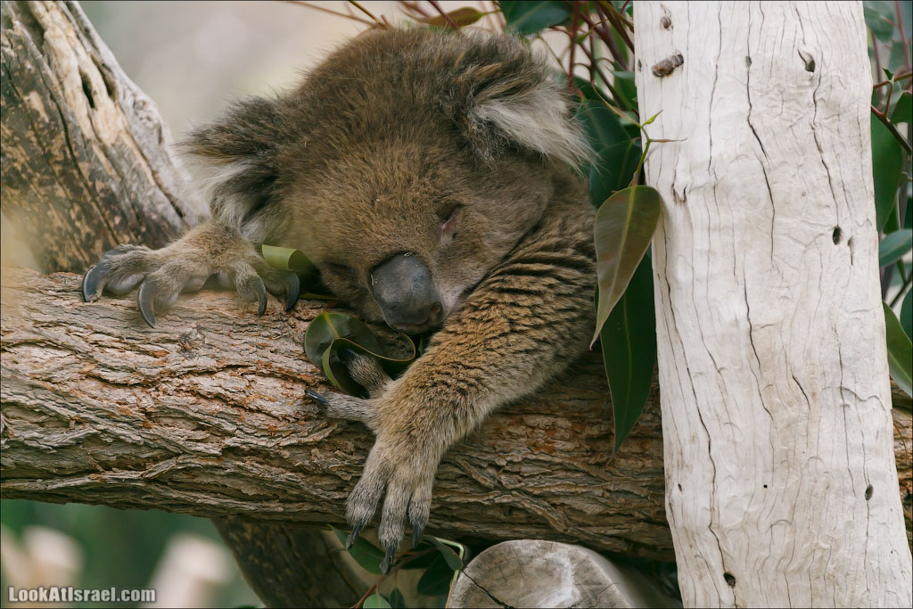 Ган Гуру - парк с кенгуру и другими австралийскими животными | Gan Guru | גן גורו | LookAtIsrael.com - Фото путешествия по Израилю