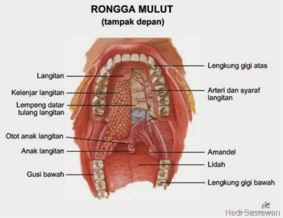 6 Organ Pencernaan Manusia dan Bagian-Bagiannya | Hedi ...