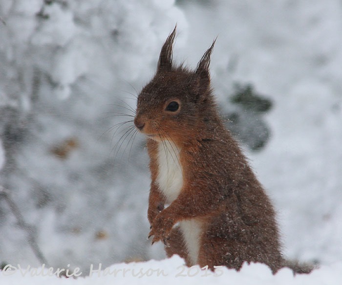 [squirrel-in-snow8.jpg]