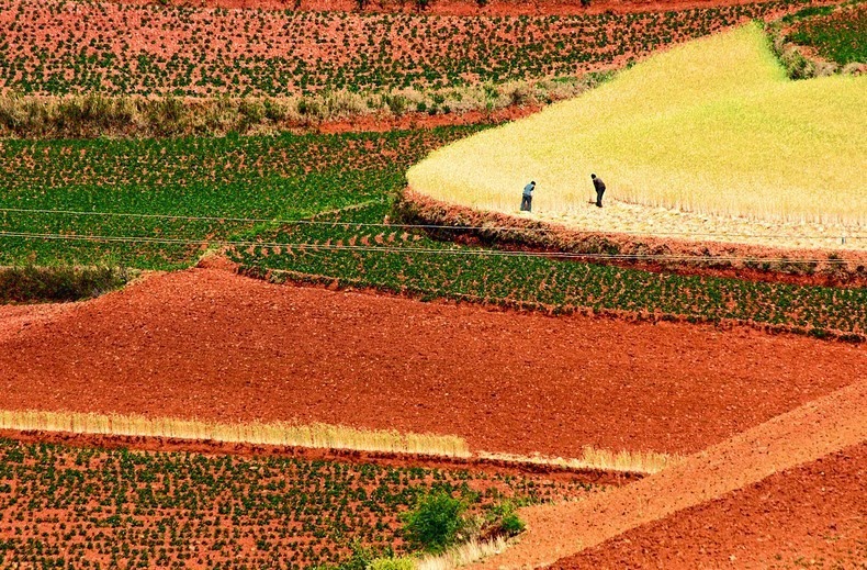 dongchuan-red-soil-11