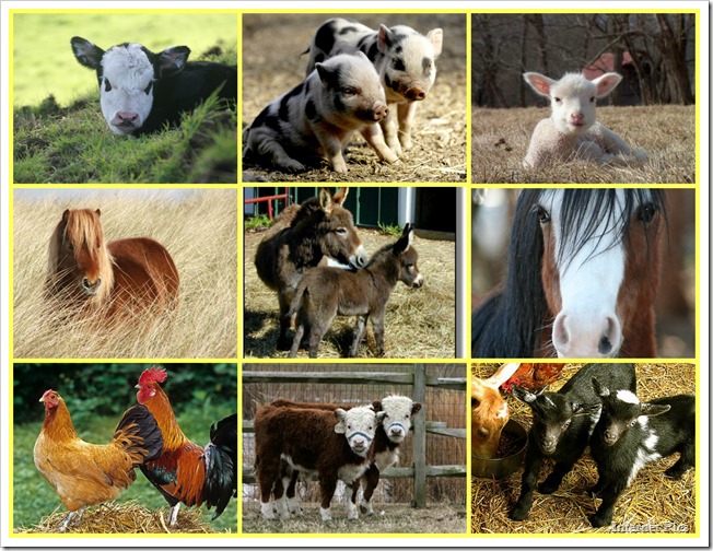 Farm PicMonkey Collage