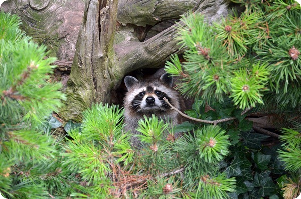 Wremen 20zwölf Tag 6 Zoo am Meer - Waschbär