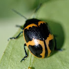 Swamp milkweed beetle