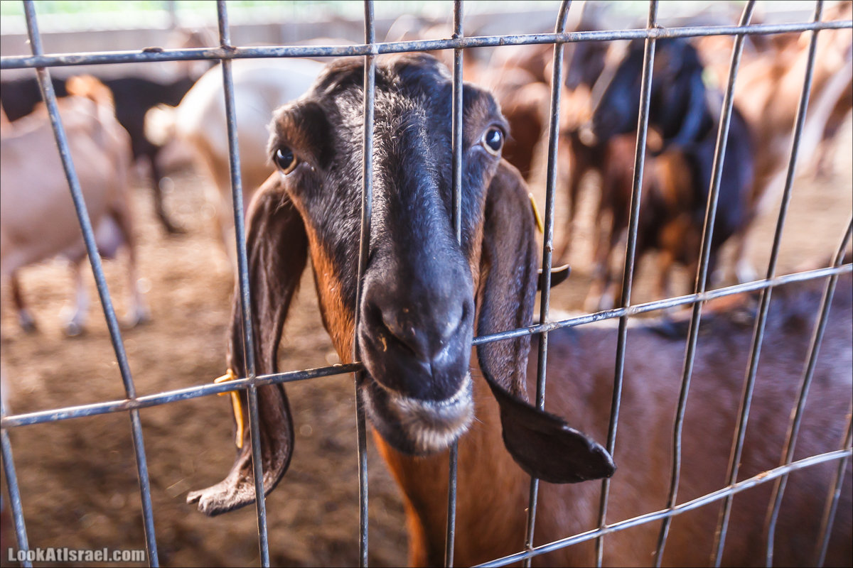 Менахемия - Козья Ферма Аз Из и медицинский музей Бейт ха-Рофе | Menahemia - As Is farm and medical museum | LookAtIsrael.com - Фото путешествия по Израилю | מנחמיה - חוות עז עיז ובית הרופא