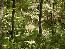 DSCN4871.JPG