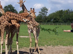 2007.08.09-034 repas des girafes
