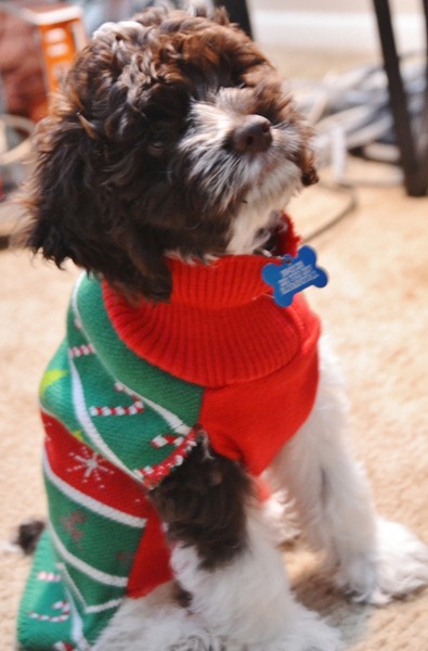[perro%2520gorritos%2520navidad%2520%252833%2529%255B5%255D.jpg]
