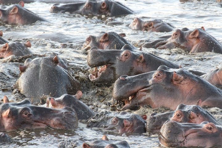 [October-20-2012-hippo-crowd3.jpg]
