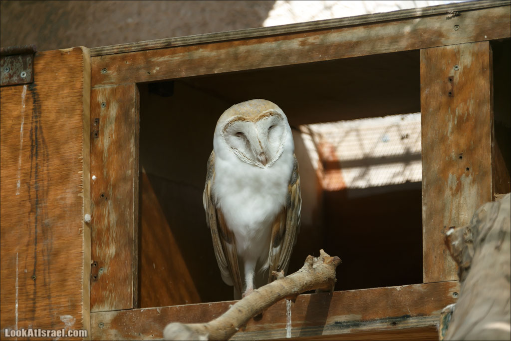 LookAtIsrael.com - Заповедник библейских животных Хай Бар | Hai Bar reserve | חי בר