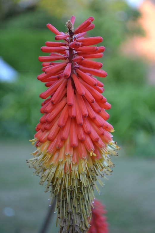 Red Hot Poker flower with bottom dew tips