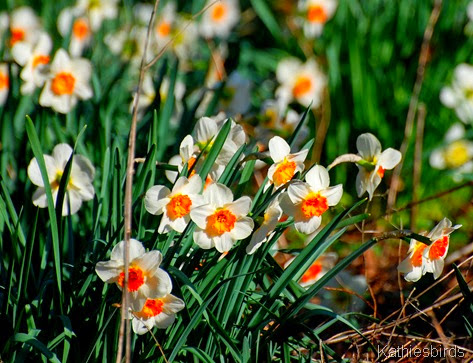 3. daffodils-kab