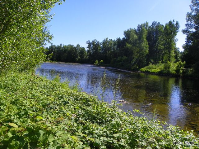 Loire rive droite au Moriaud, aval Saint-Laurent-la-Conche photo #1183