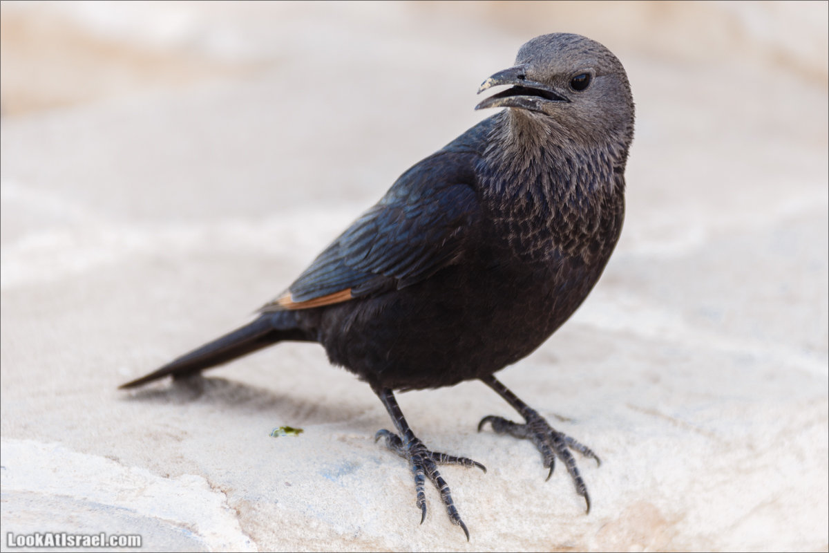 LookAtIsrael.com - Танцующие птицы в крепости Массада | Dancing birds in Massada