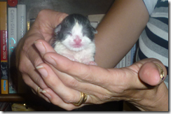 Kitten1
