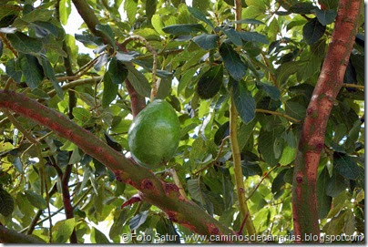 6796 Presa de las Niñas-Soria(Aguacate) 6796 Presa de las Niñas-Soria(Aguacate)