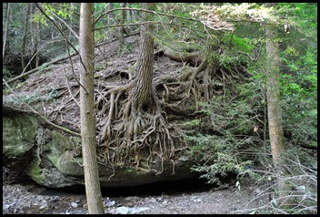 03 - Amazing Tree roots
