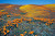 Antelope Valley Poppy Reserve in California