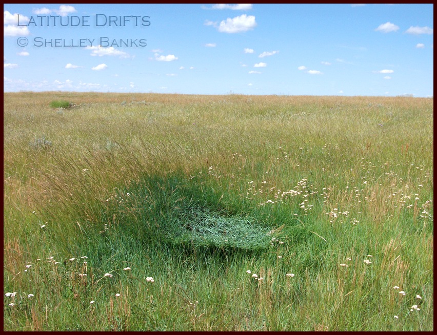 Prairie Nature Mule Deer at Grasslands National Park
