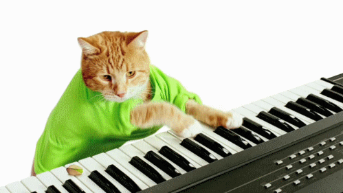 gato pianista (1)