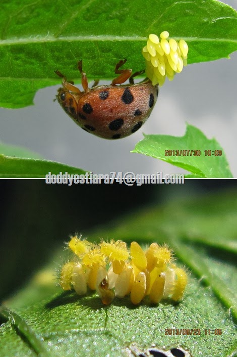kumbang koksi Henosepilachna vigintioctopunctata bertelur