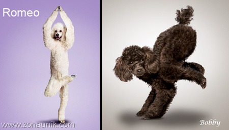 [Anjing%2520Senam%2520Yoga%2520%252812%2529%255B5%255D.jpg]