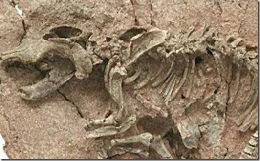 fosilesdinosaurios06
