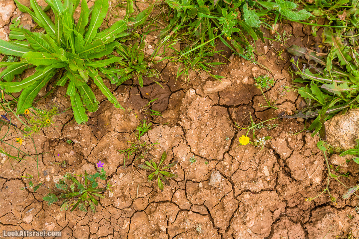LookAtIsrael.com - Ручей (нахаль) Талкид | Nahal Talkid | נחל תלקיד