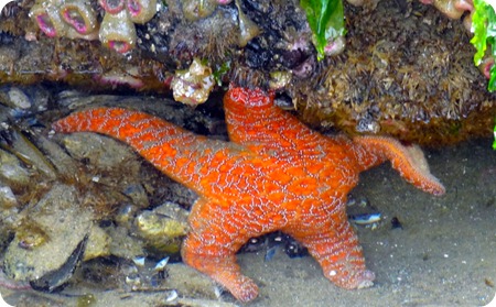 sea stars