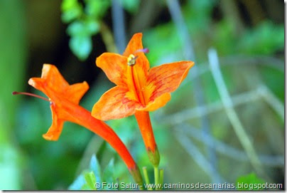 7739 La Laguna-Barranco del Laurel(Escandente) 7739 La Laguna-Barranco del Laurel(Escandente)