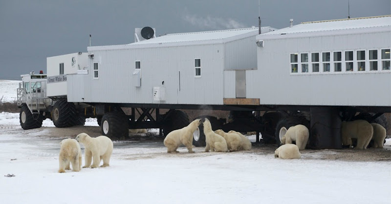 Polar Bears