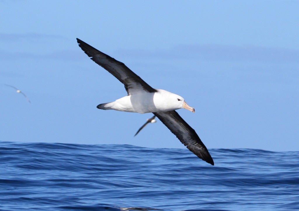 [black-browed_albatross1%255B3%255D.jpg]