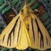 Translucent Ermine Moth