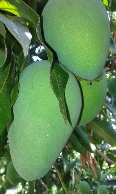 Mengenal Ragam Jenis Buah Mangga Mengenal Ragam Jenis Buah Mangga