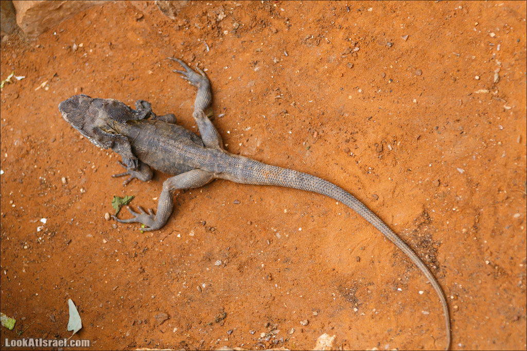 Ган Гуру - парк с кенгуру и другими австралийскими животными | Gan Guru | גן גורו | LookAtIsrael.com - Фото путешествия по Израилю
