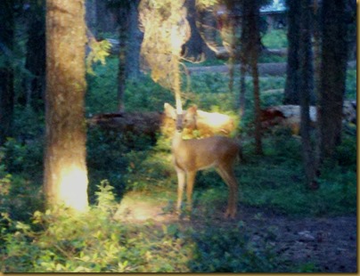 deer at lake of the woods