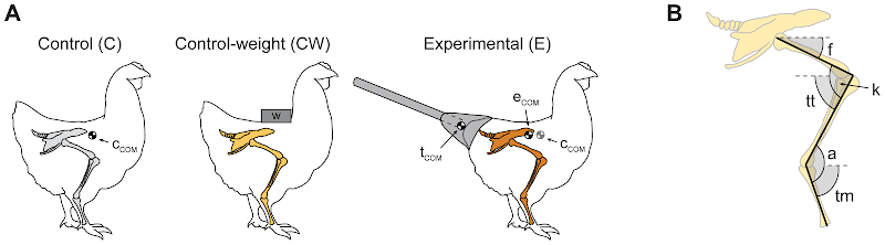 Experimental conditions and kinematic parameters measured.(A) Scheme of the control (C, grey hindlimbs), control-weight (CW, yellow hindlimbs), and experimental (E, orange hindlimbs) subjects. Control-weight subjects were raised with extra weight located over the pelvis. Experimental animals were raised carrying a wooden stick inserted in modeling clay and attached to the pelvic girdle. Estimations of the center of mass of the tail rig (tCOM), as well as of a control (cCOM) and of an experimental individual (eCOM), are shown. (B) Diagram of the segmental angles (f, femur; tt, tibio-tarsus; tm, tarso-metatarsus) and joint angles (k, knee; a, ankle) used in this study.