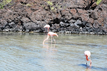 Imagini Galapagos: flamingo
