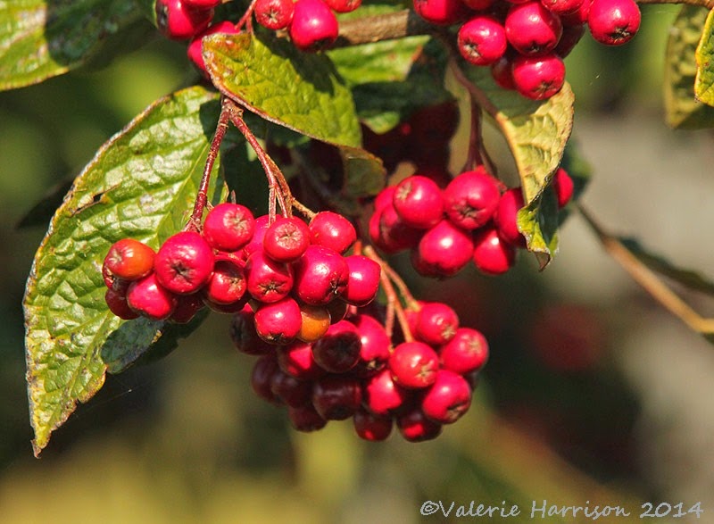 [4-Cotoneaster-berries%255B2%255D.jpg]