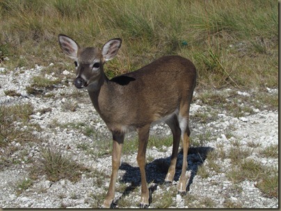 baby Key Deer of Big Pine Key