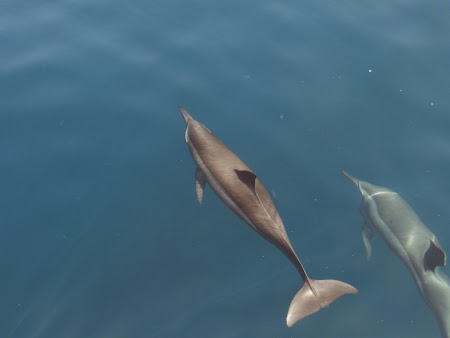 26. Delfini langa Muscat.JPG