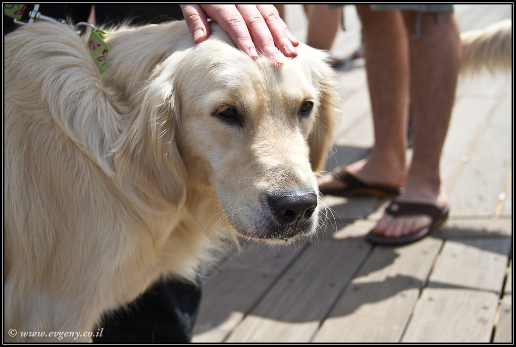LookAtIsrael.com: Дома изнутри: ...и еще вопрос кто из нас неполноценен... (foto israel фото тель авив порт дома изнутри )