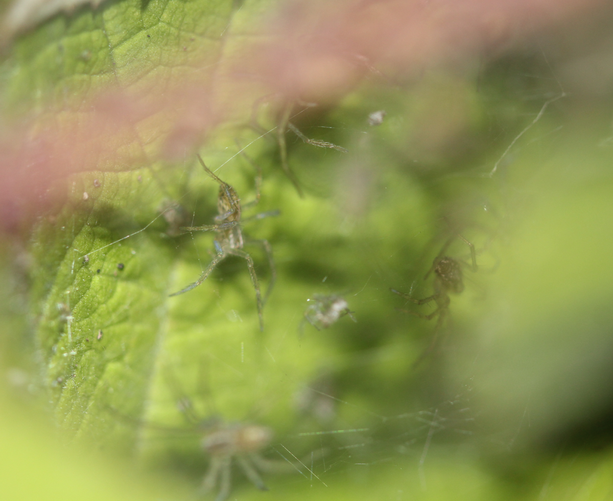 spiderlings, Nursery Web?