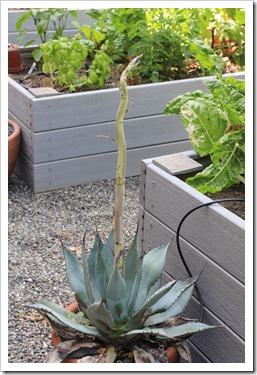 130511_Agave-parryi-with-flower-spike_01