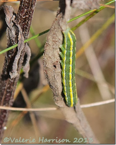 broom-moth-caterpillar (3)