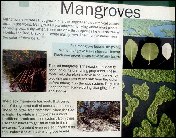 10 - Tree Walk - mangrove poster